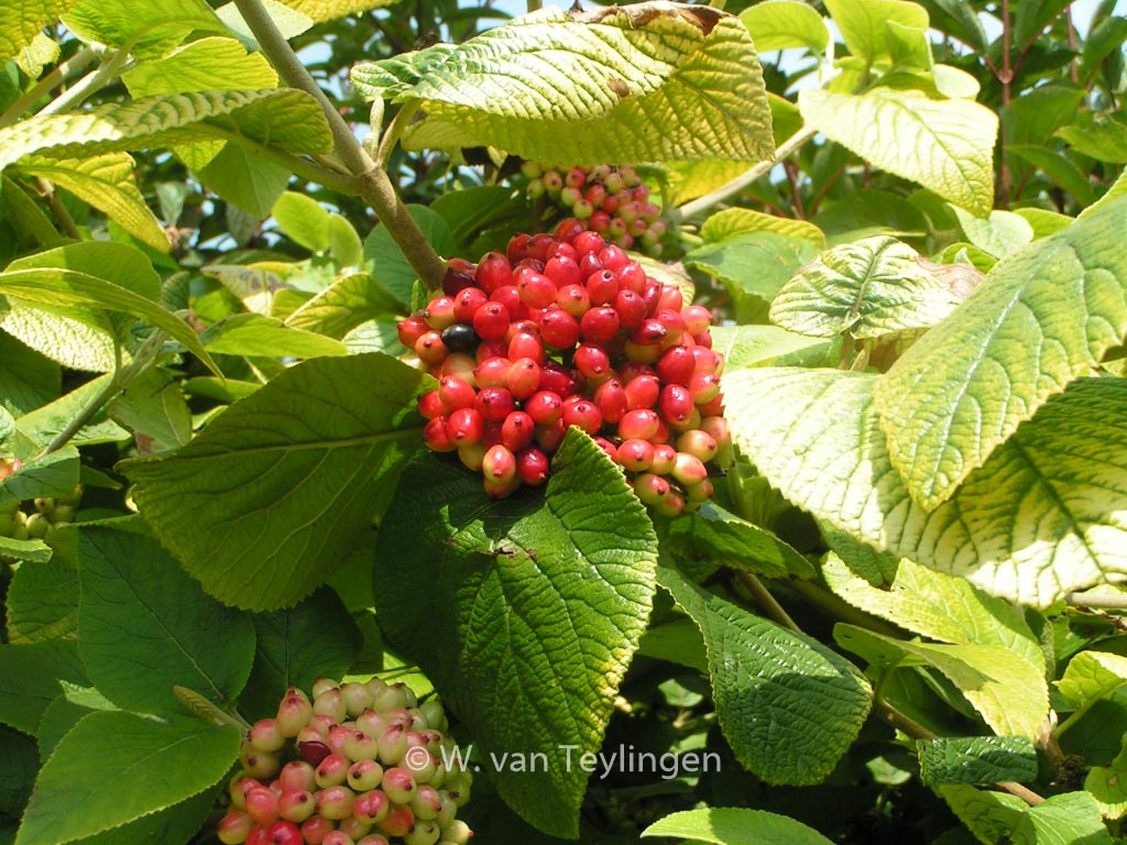 Viburnum lantana ‚Aureum‘