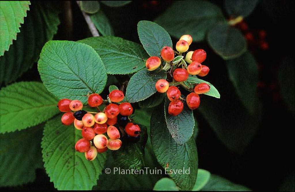 Viburnum lantana ‚Rugosum‘
