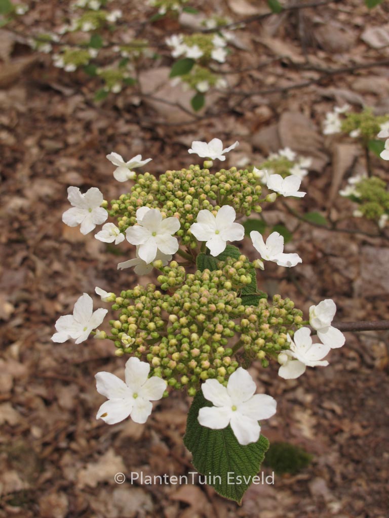 Viburnum lantanoides