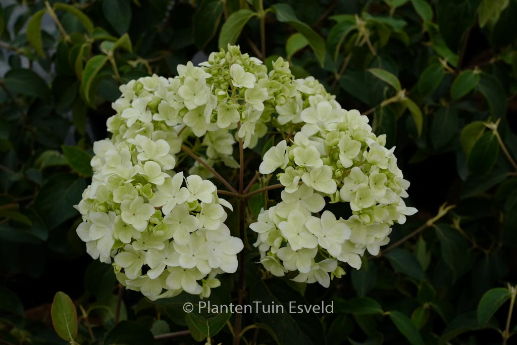 Viburnum macrocephalum ‚Sterile‘