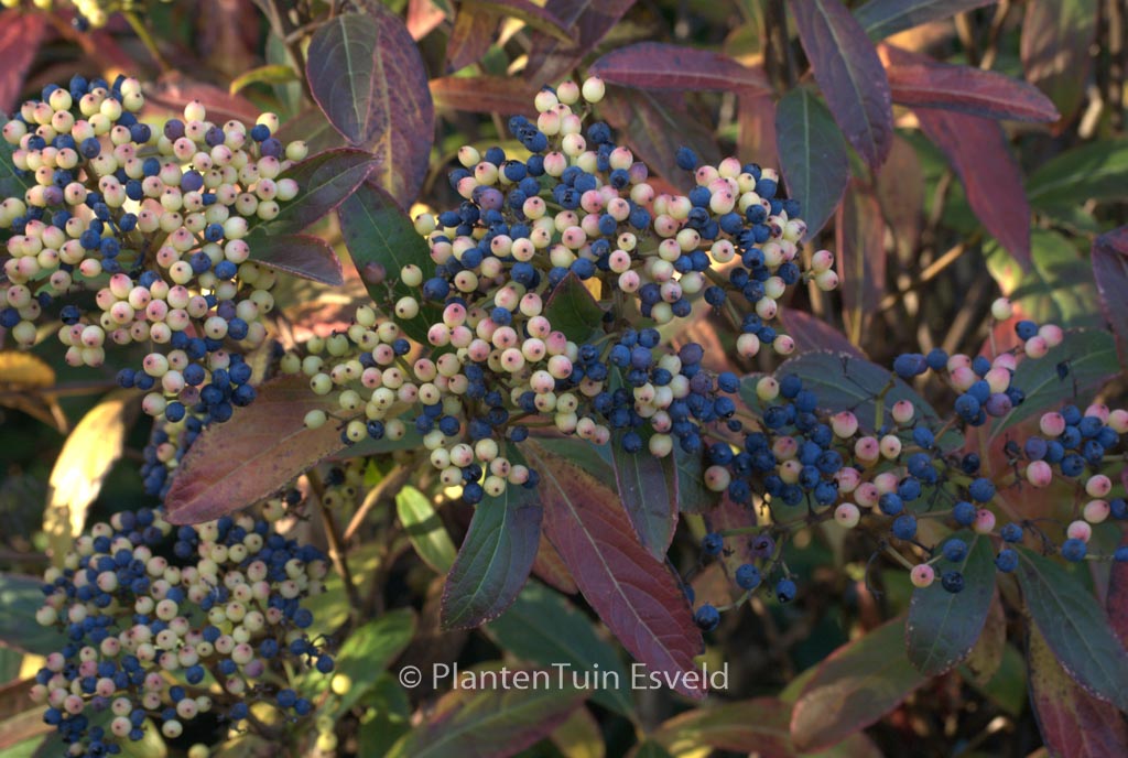 Viburnum nudum ‚Bulk‘ (BRANDYWINE)
