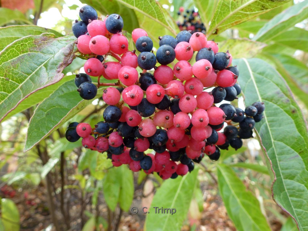 Viburnum nudum ‚Winterthur‘