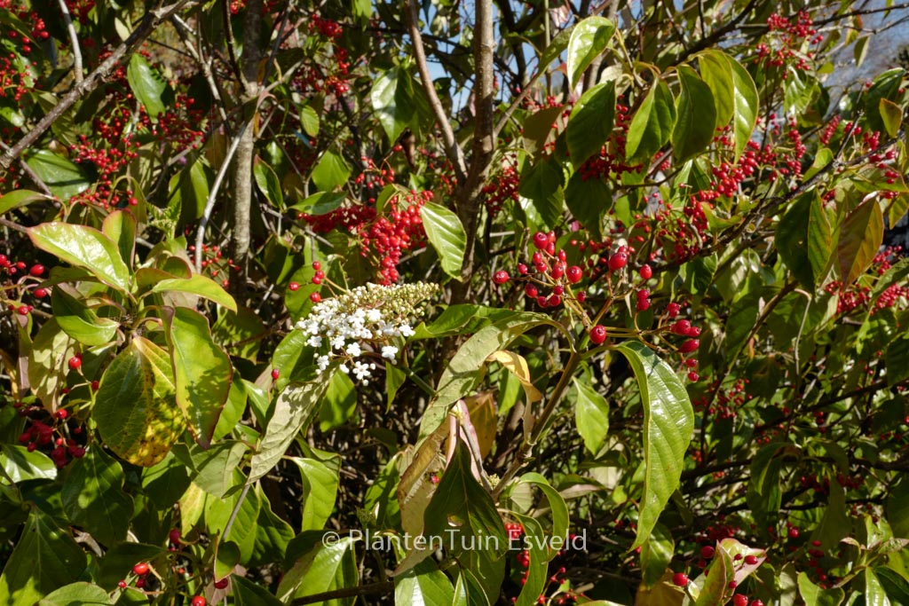 Viburnum odoratissimum ‚Awabuki‘