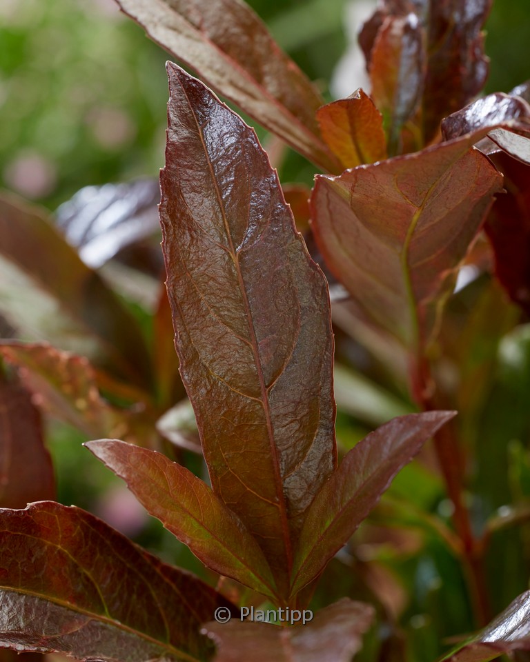 Viburnum odoratissimum ‚Coppertop‘