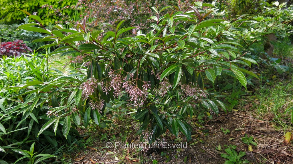 Viburnum oliganthum ‚Kyo kanzashi‘
