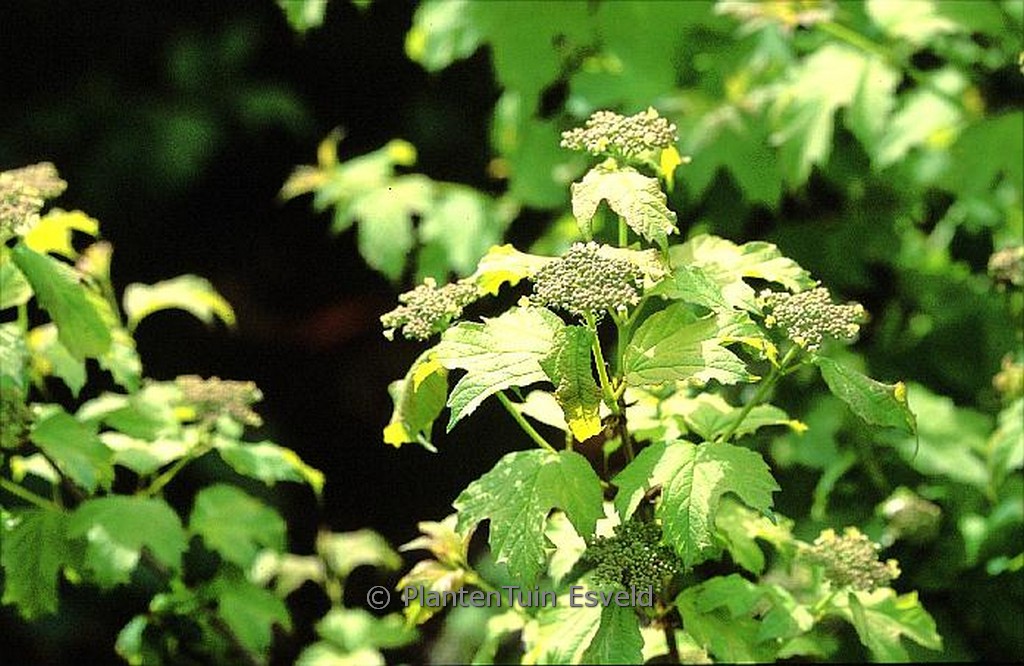 Viburnum opulus ‚Park Harvest‘