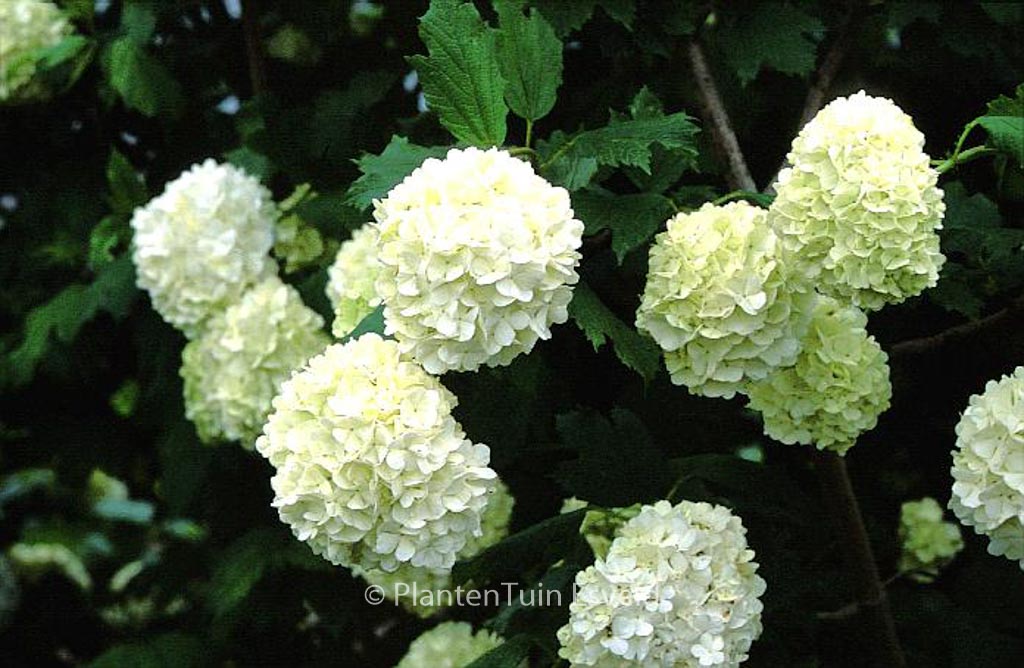 Viburnum opulus ‚Roseum‘