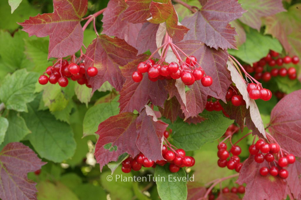 Viburnum opulus