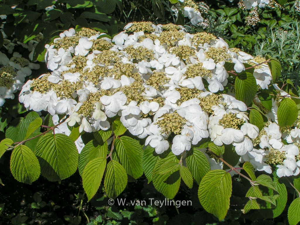 Viburnum plicatum ‚Cascade‘