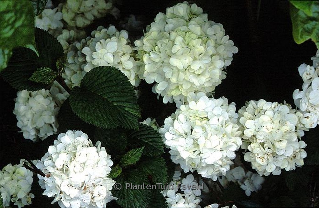 Viburnum plicatum ‚Chyverton‘