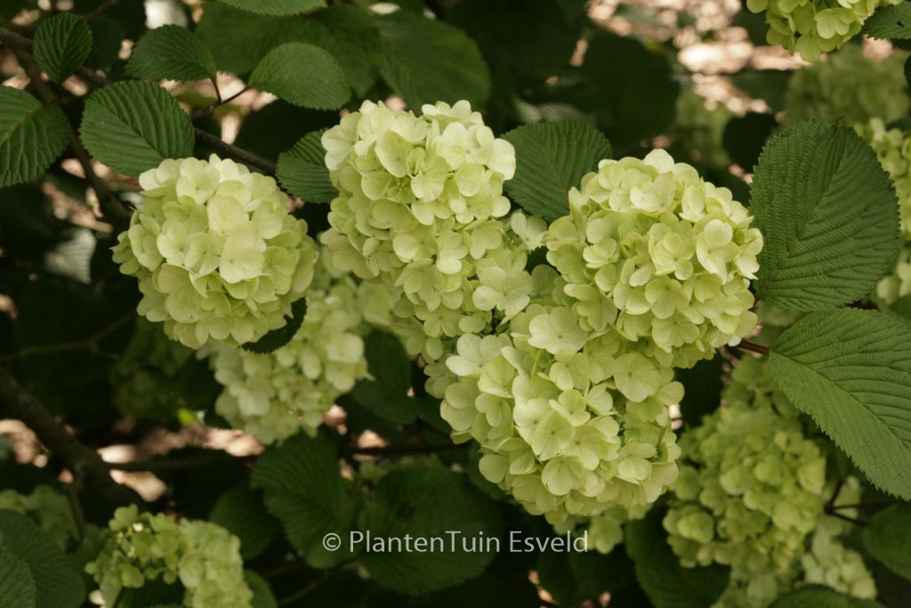 Viburnum plicatum ‚Grandiflorum‘