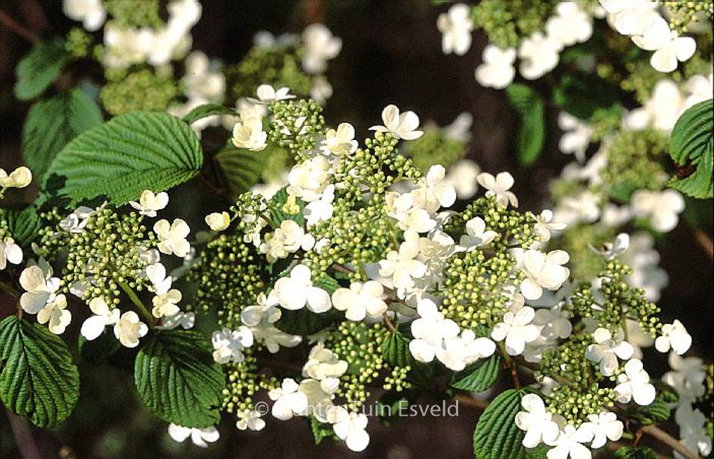Viburnum plicatum ‚Igloo‘