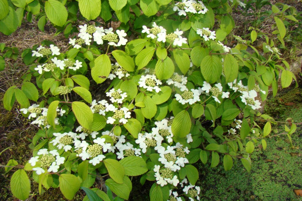 Viburnum plicatum ‚JWW5‘ (KILIMANDJARO SUNRISE)
