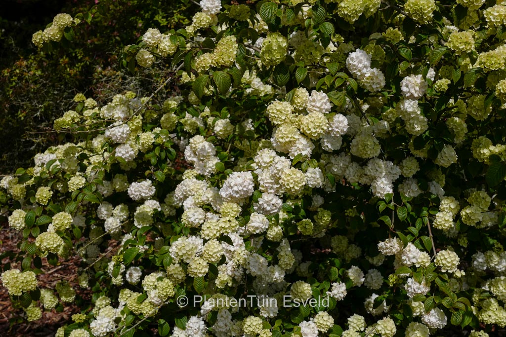 Viburnum plicatum ‚Janny‘