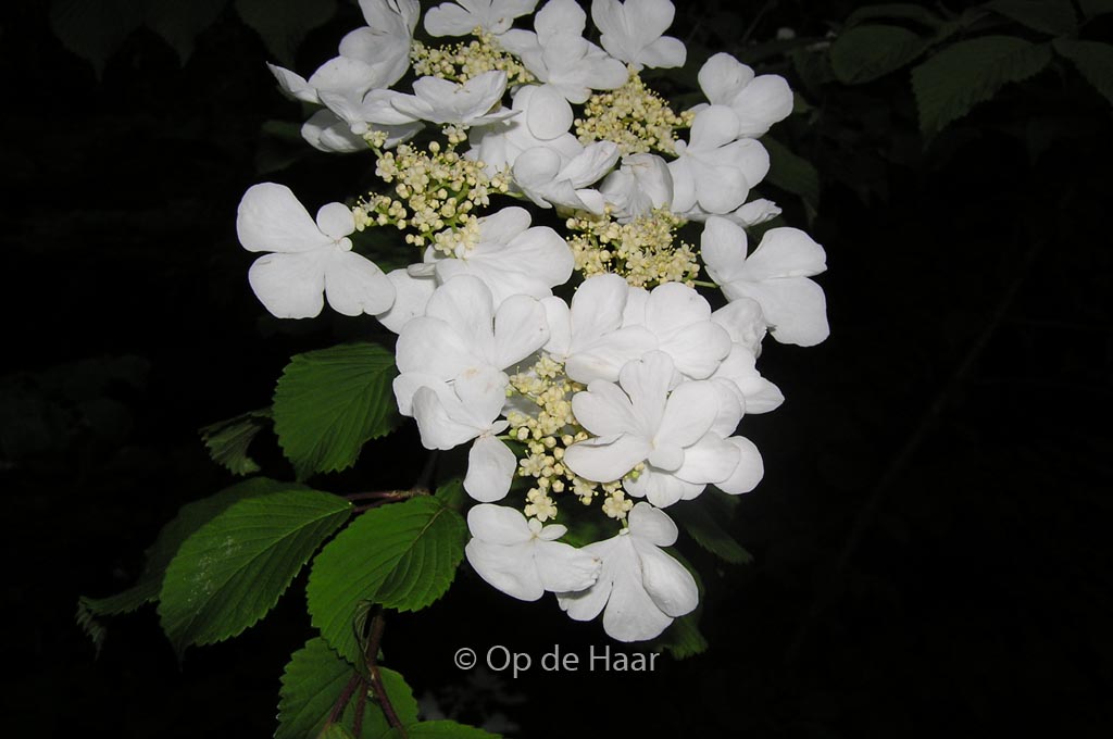 Viburnum plicatum ‚Lanarth‘