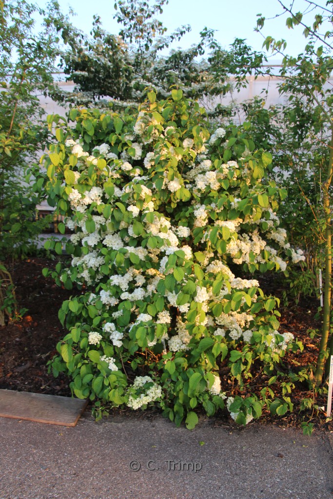 Viburnum plicatum ‚Newport‘