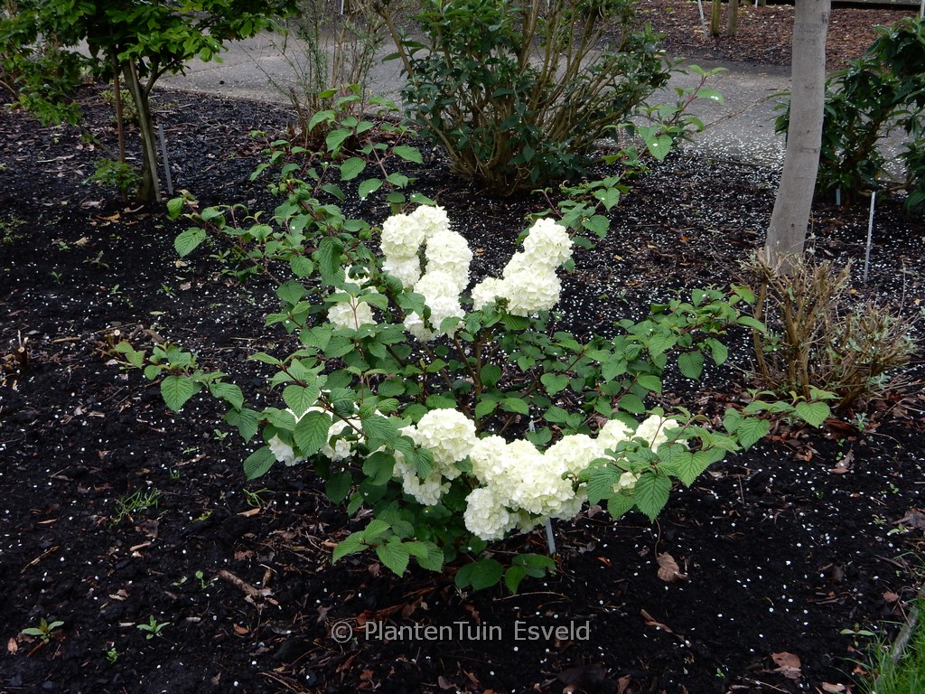Viburnum plicatum ‚Opening Day‘