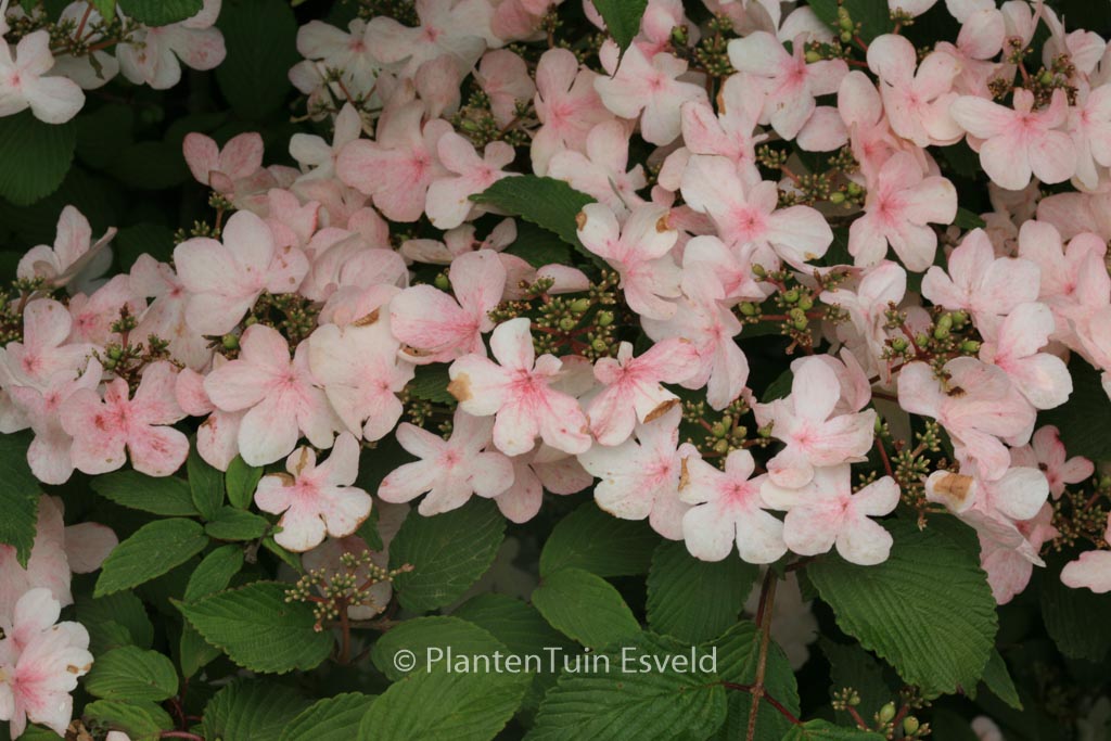 Viburnum plicatum ‚Pink Beauty‘