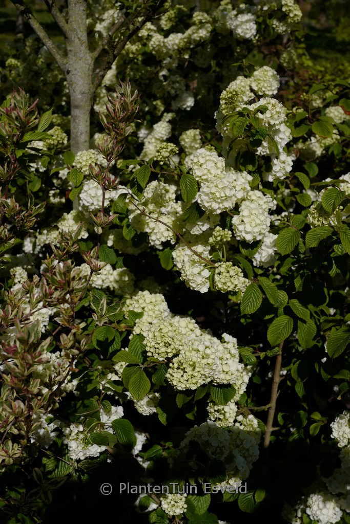 Viburnum plicatum ‚Popcorn‘