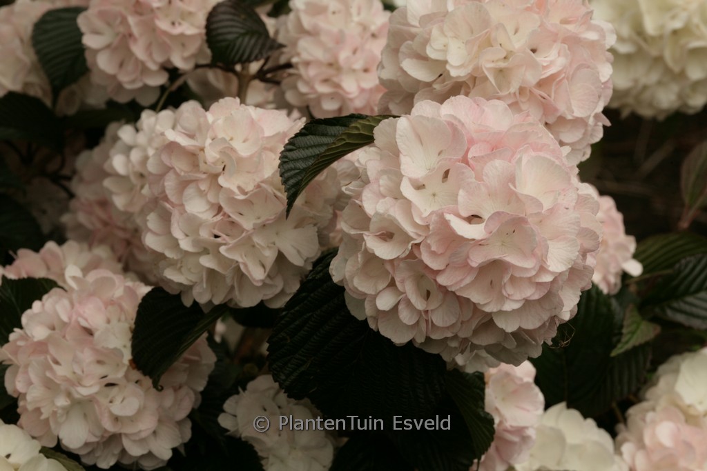 Viburnum plicatum ‚Rosace‘