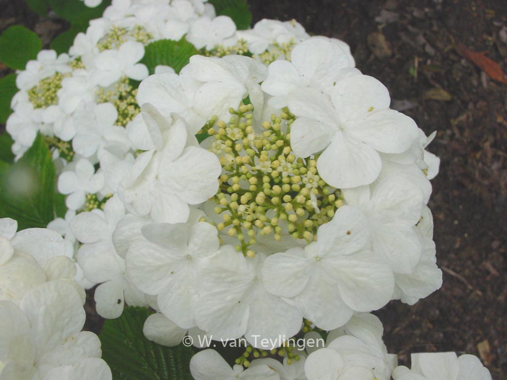Viburnum plicatum ‚Rowallane‘