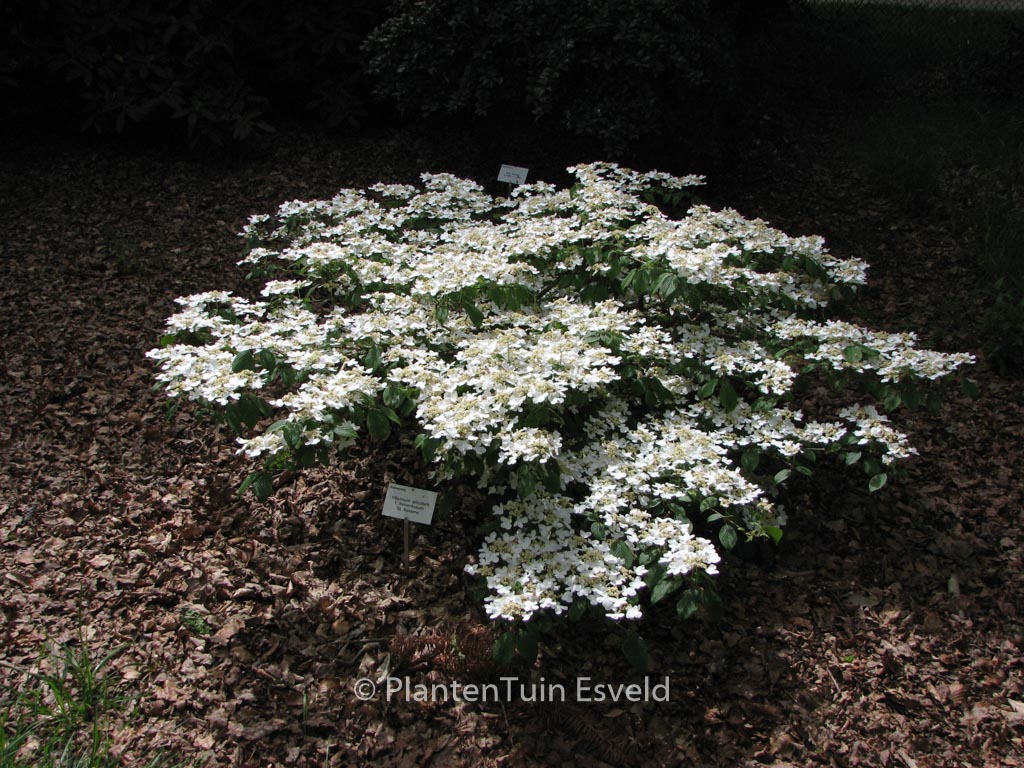 Viburnum plicatum ‚St. Keverne‘