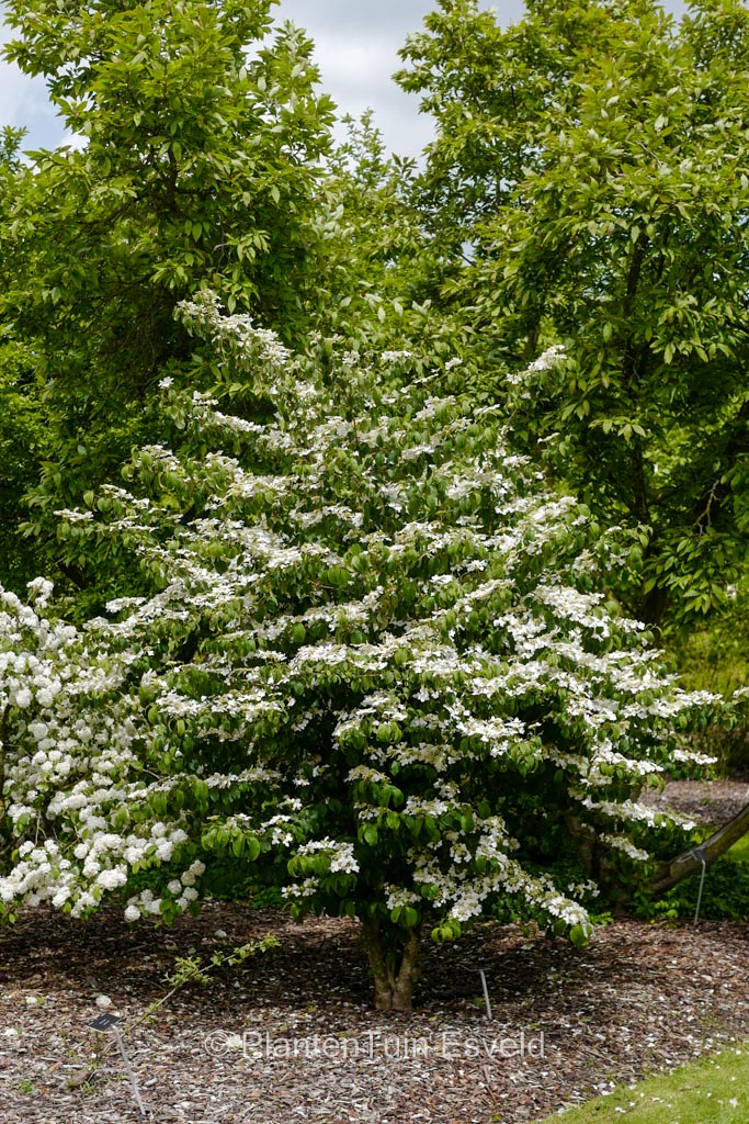 Viburnum plicatum ‚Summer Snowflake‘