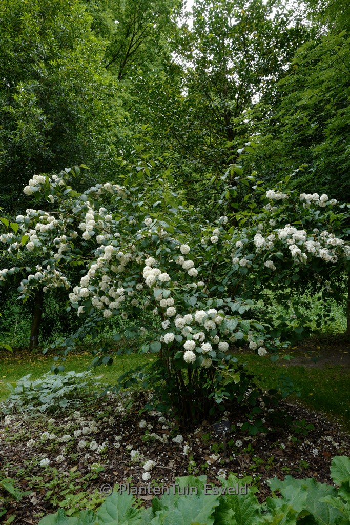 Viburnum plicatum ‚Thunberg’s Original‘