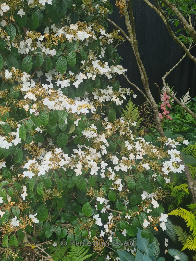 Viburnum plicatum ‚Watanabe‘
