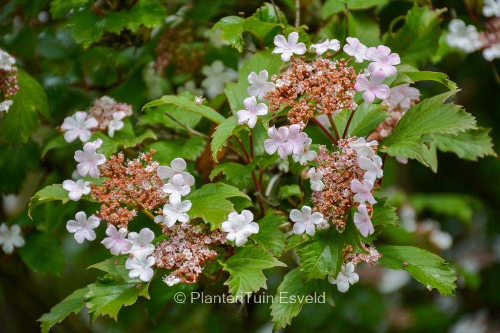 Viburnum sargentii ‚Onondaga‘