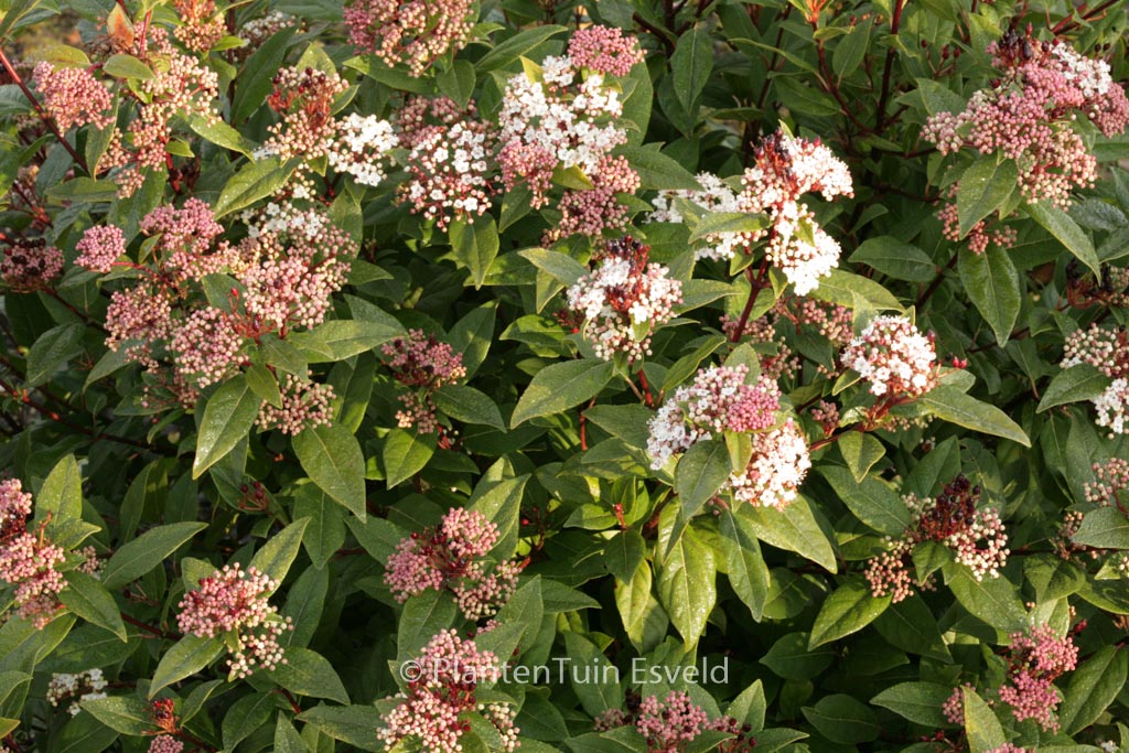 Viburnum tinus ‚Anvi‘ (SPIRIT)