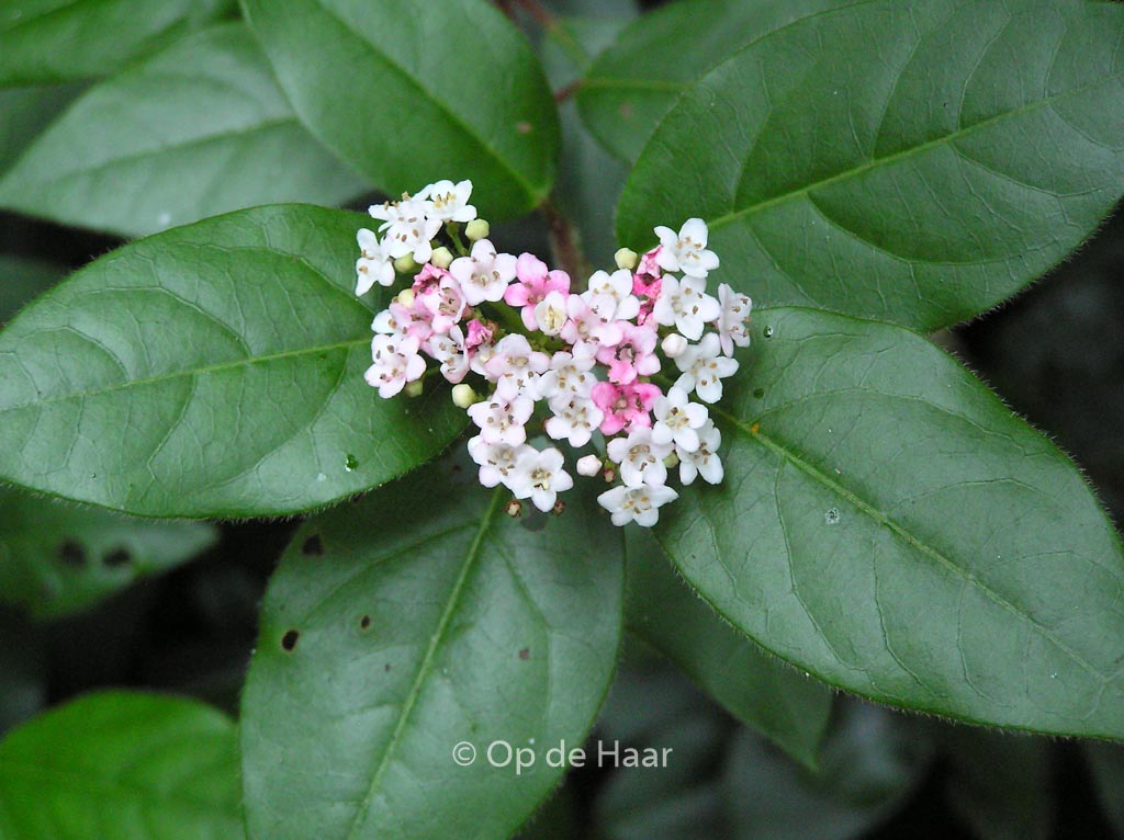Viburnum tinus ‚Eve Price‘