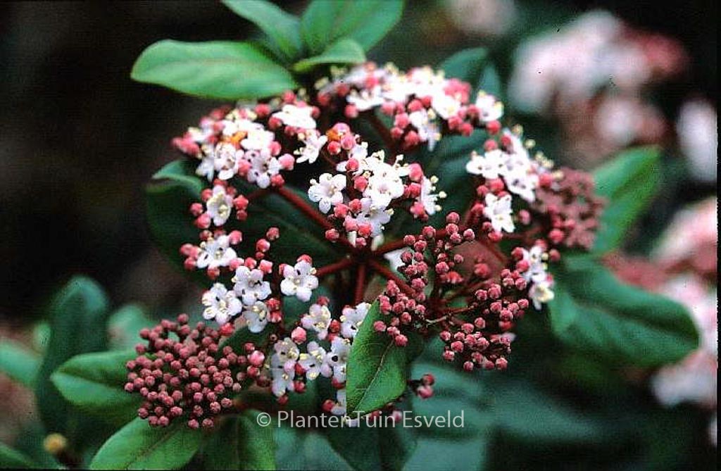 Viburnum tinus ‚Gwenlian‘