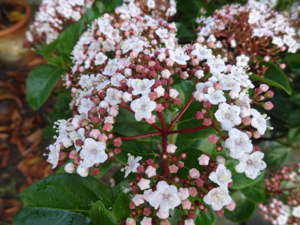 Viburnum tinus ‚Loren‘ (LISAROSE)