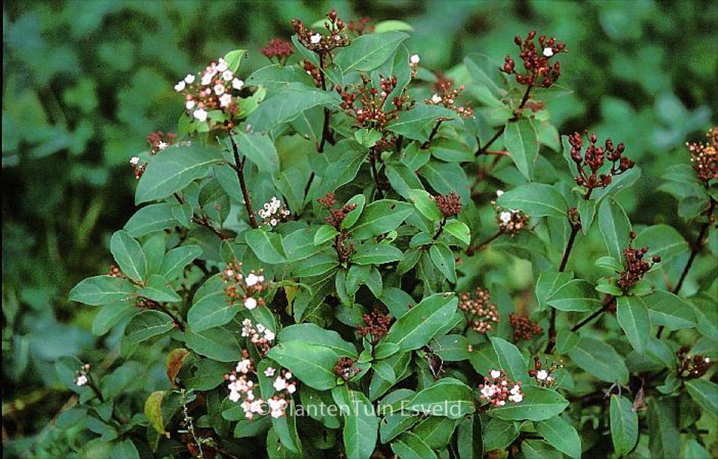 Viburnum tinus ‚Spring Bouquet‘