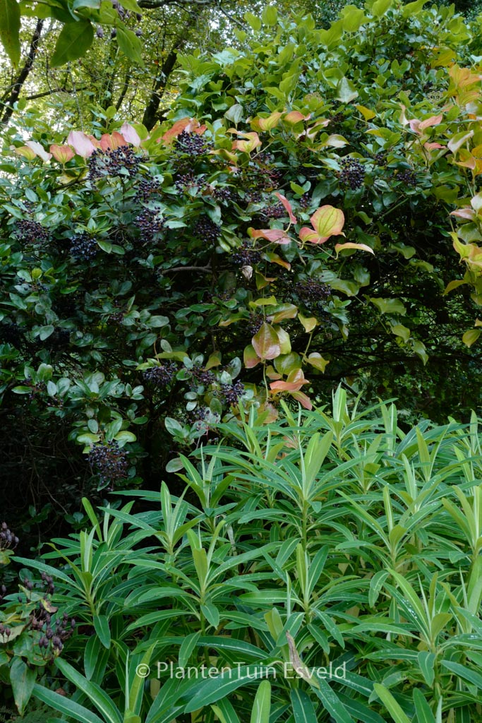 Viburnum tinus subcordatum