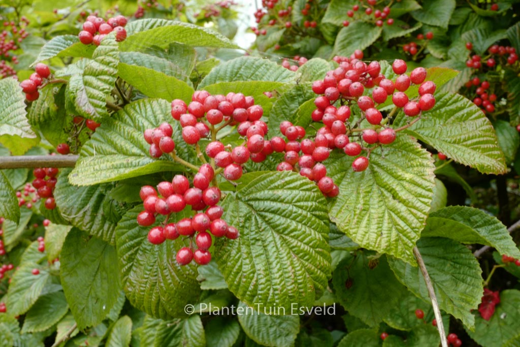 Viburnum wrightii
