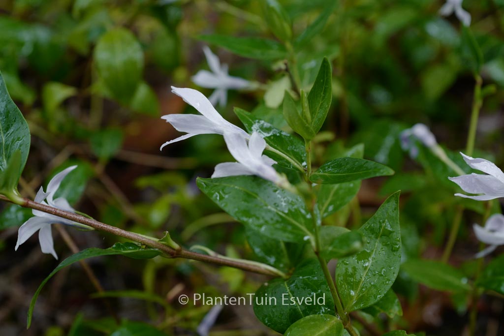 Vinca difformis