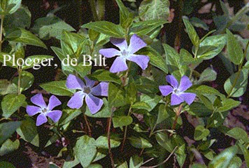 Vinca major ‚Reticulata‘