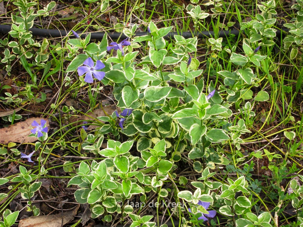 Vinca major ‚Variegata‘