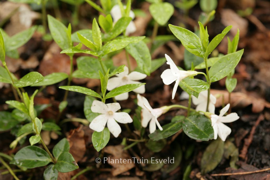 Vinca minor ‚Alba‘