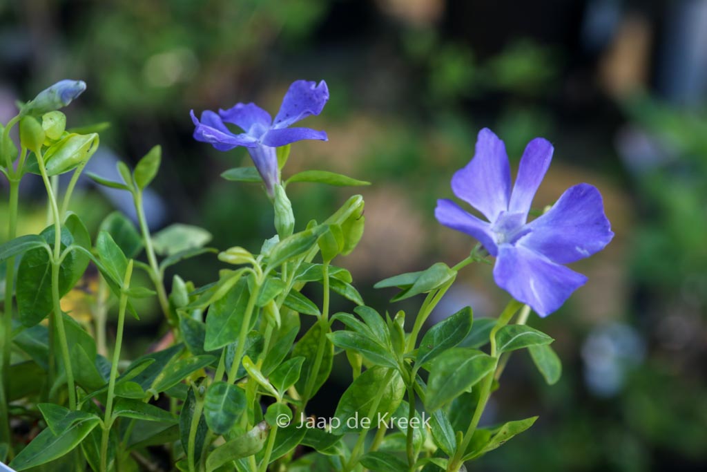 Vinca minor ‚Anna‘