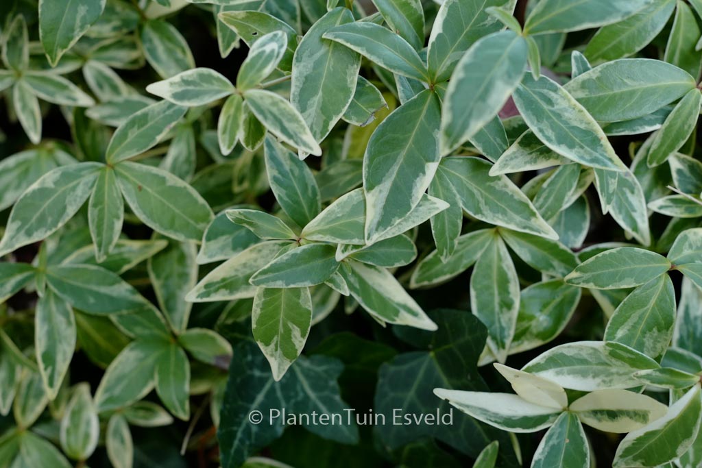 Vinca minor ‚Argenteovariegata‘
