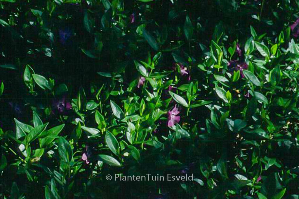 Vinca minor ‚Atropurpurea‘