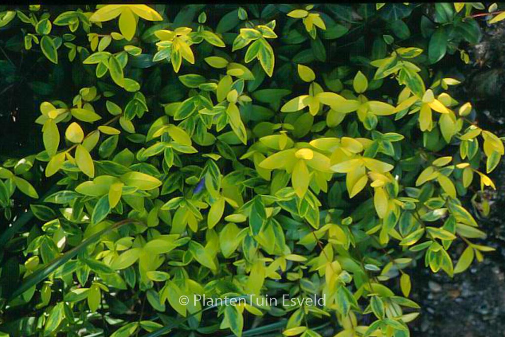 Vinca minor ‚Aureovariegata‘