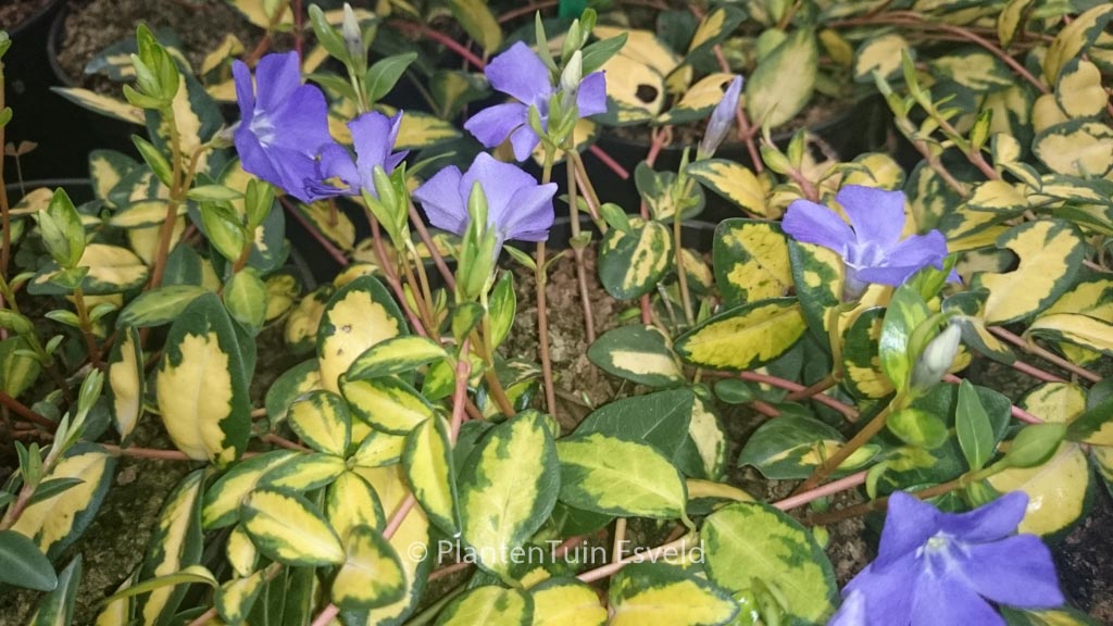 Vinca minor ‚Cahill‘ (ILLUMINATION)
