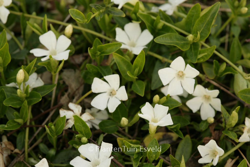 Vinca minor ‚Elisa‘