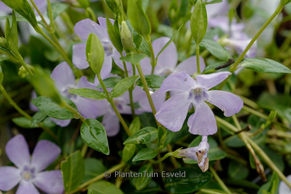 Vinca minor ‚Josefine‘