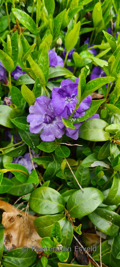 Vinca minor ‚La Grave‘