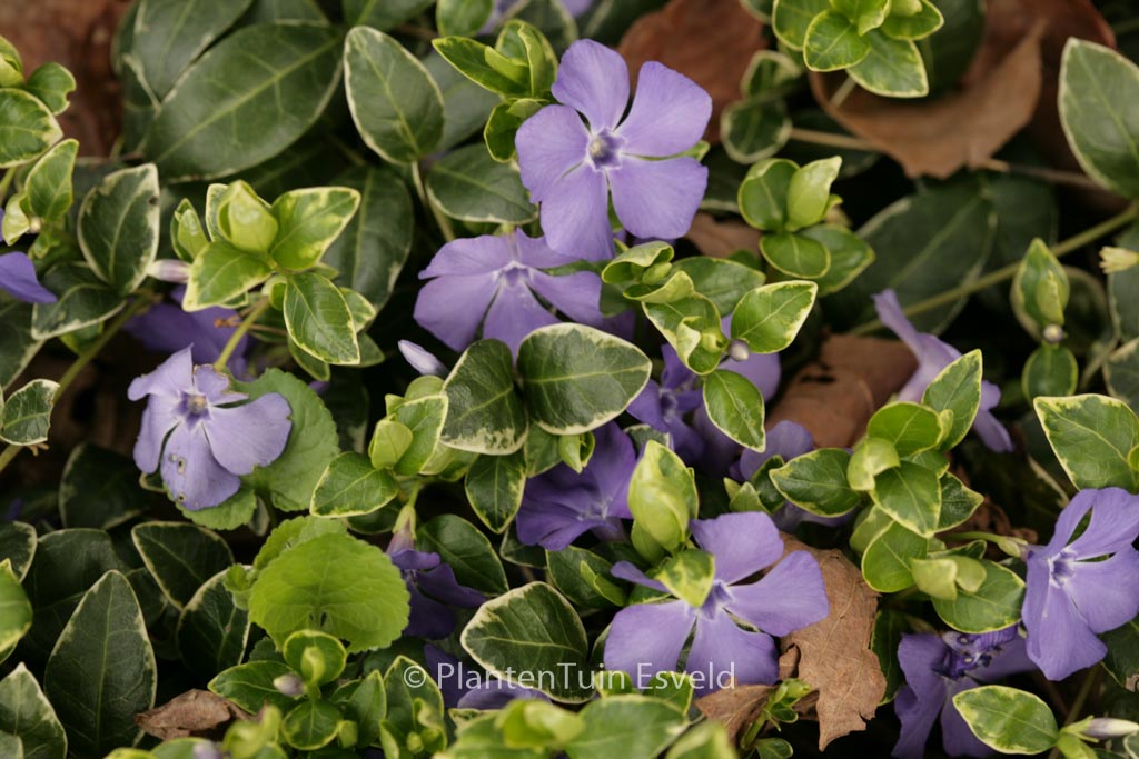 Vinca minor ‚Ralph Shugert‘